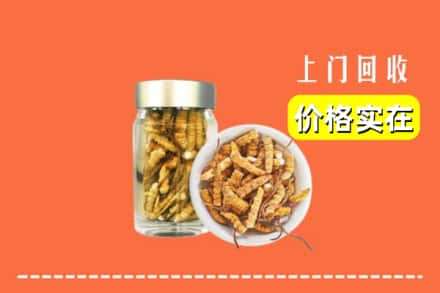 阿坝州松潘回收散虫草