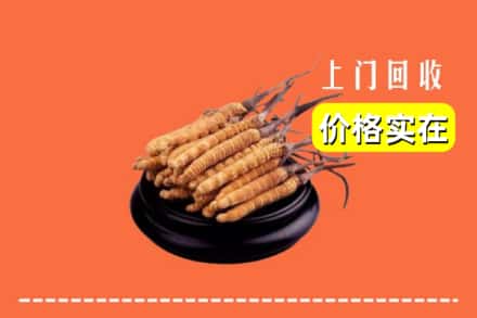阿坝州松潘回收冬虫夏草